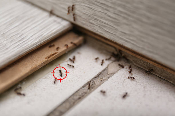 Best Exterminator Services  in Whiteland, IN